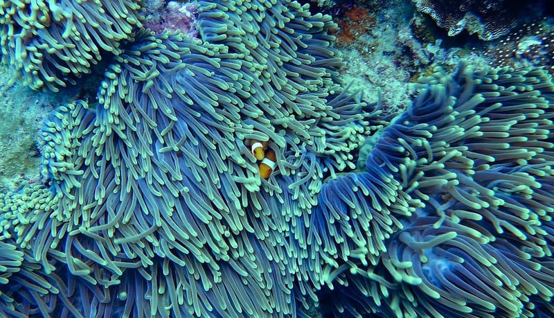 Coral Reef Exploration