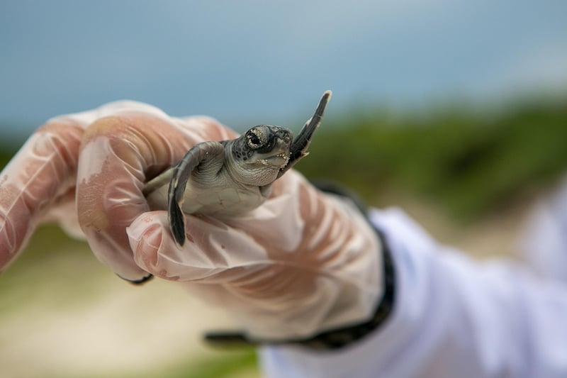 Marine Conservation