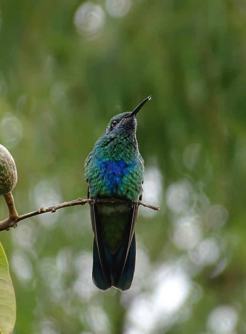 Salento, Colombia