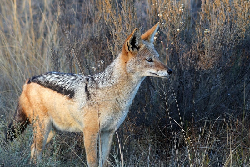 Kruger National Park